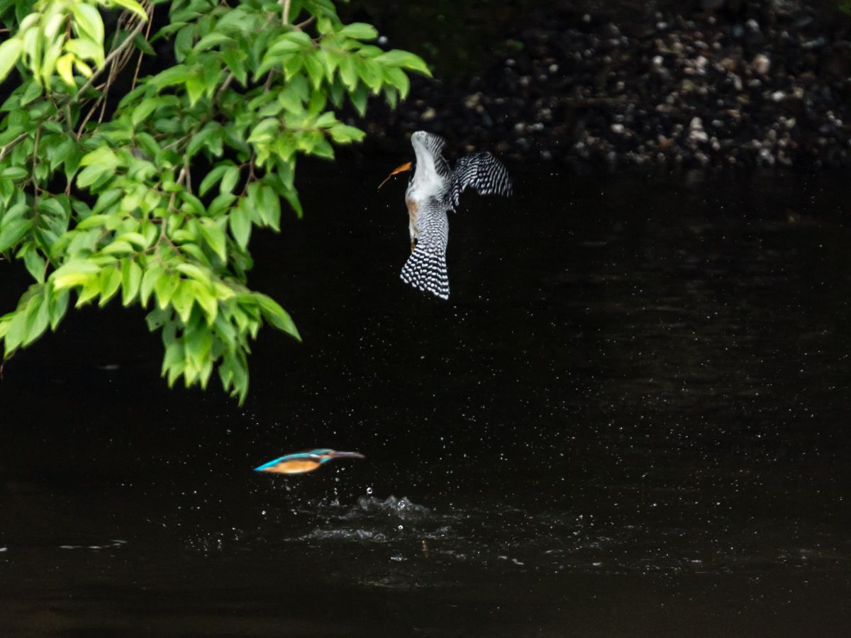 どっちも頑張れ カワセミ ヤマセミ 動物 鳥類 Ganref