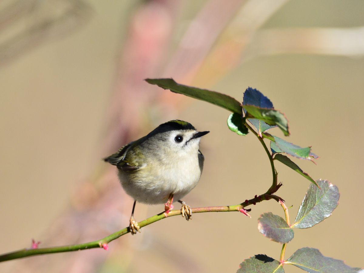 日傘 キクイタダキ 動物 鳥類 Ganref