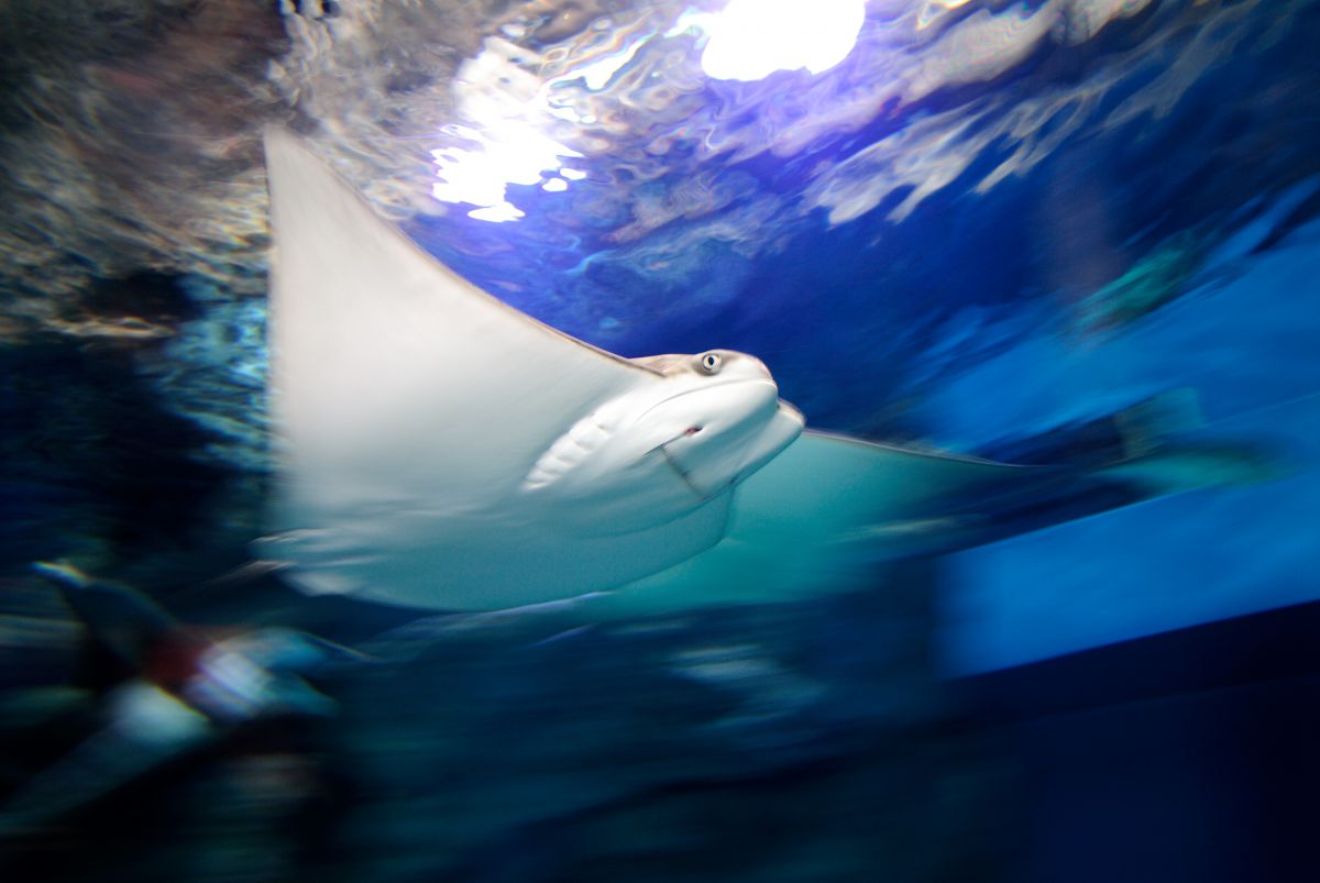 18-50mm F2.8 EX DCで撮影された写真 | 写真検索 | GANREF