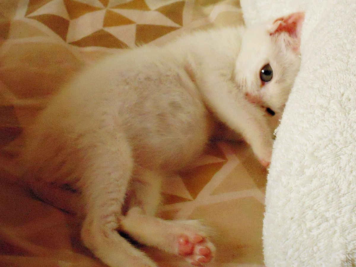 ごめんなちゃい。かじったのは私でちゅう～  動物 ＞ 猫  GANREF