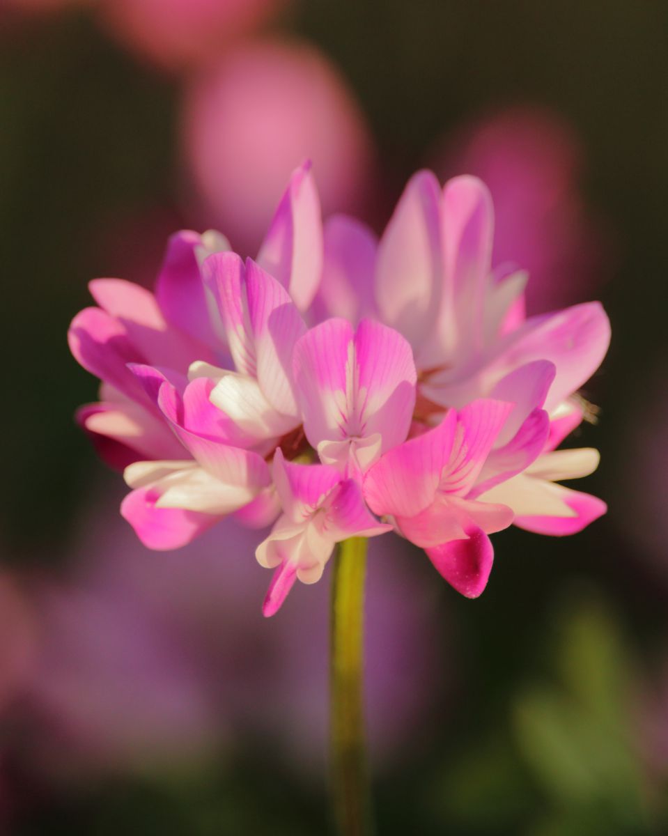 夕暮れの蓮華草 その先の世界へ 植物 花 花びら Ganref