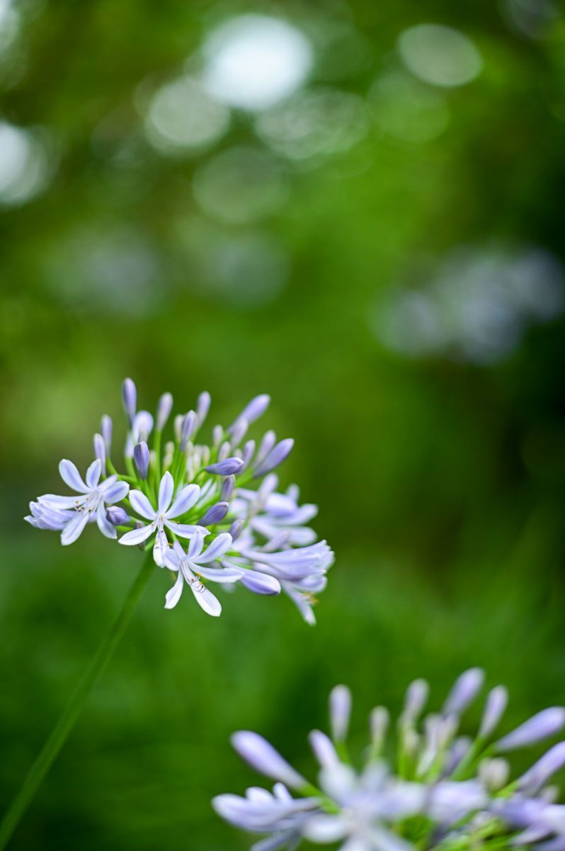 神への愛の花アガパンサス 植物 花 花びら Ganref