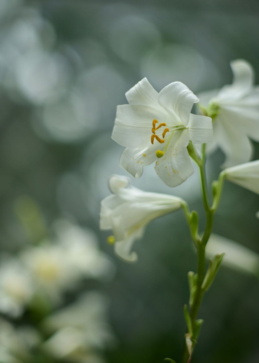 マドンナリリー | GANREF