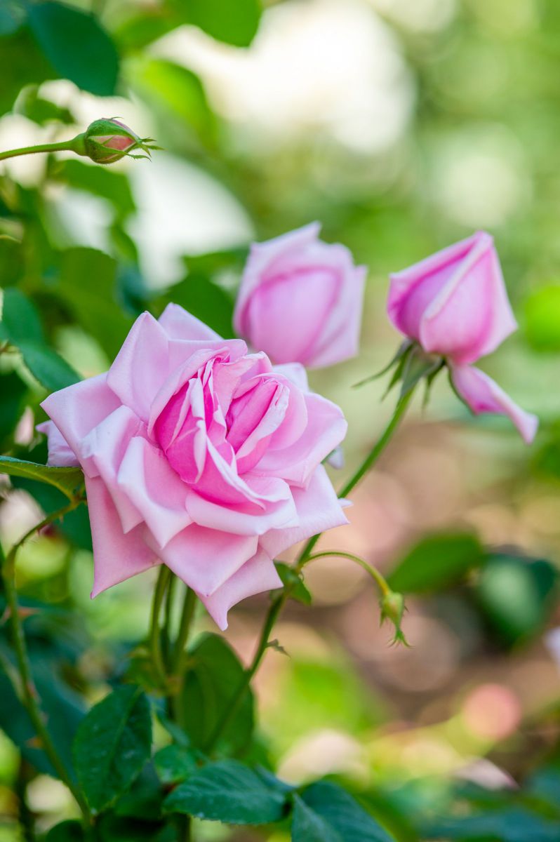 最初のモダンローズ Rosa La France 1867 植物 花 花びら Ganref
