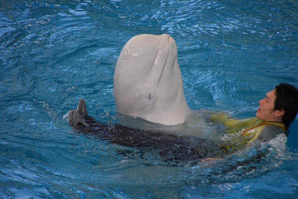 笑顔の白イルカ 動物 その他の海の生物 Ganref