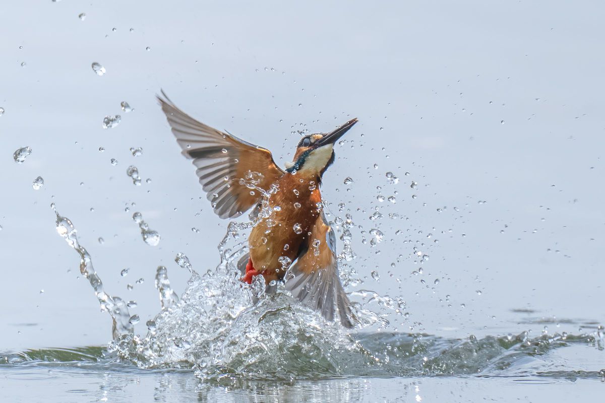 歓喜の舞 動物 鳥類 Ganref