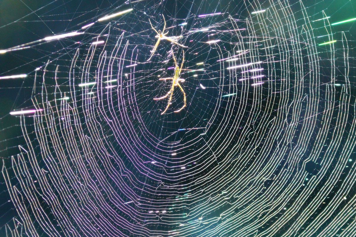 電脳空間 動物 鳥類 Ganref