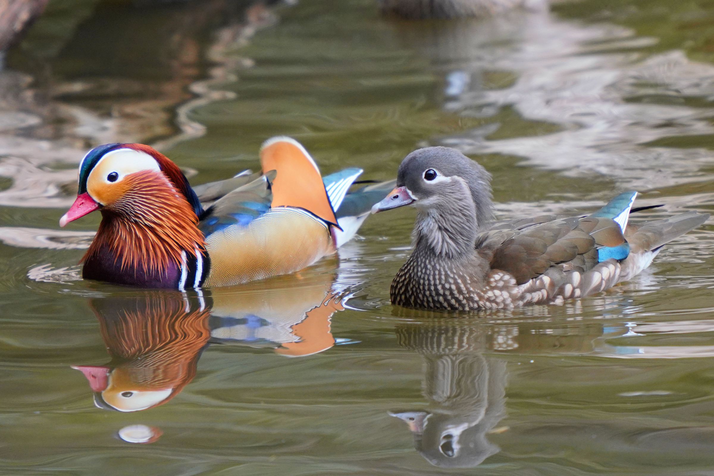 定番のオシドリ夫婦 | GANREF