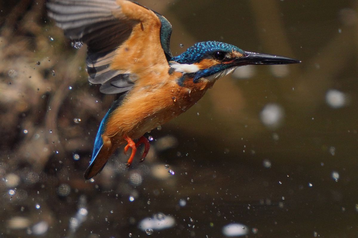近すぎるカワセミさん 動物 鳥類 Ganref