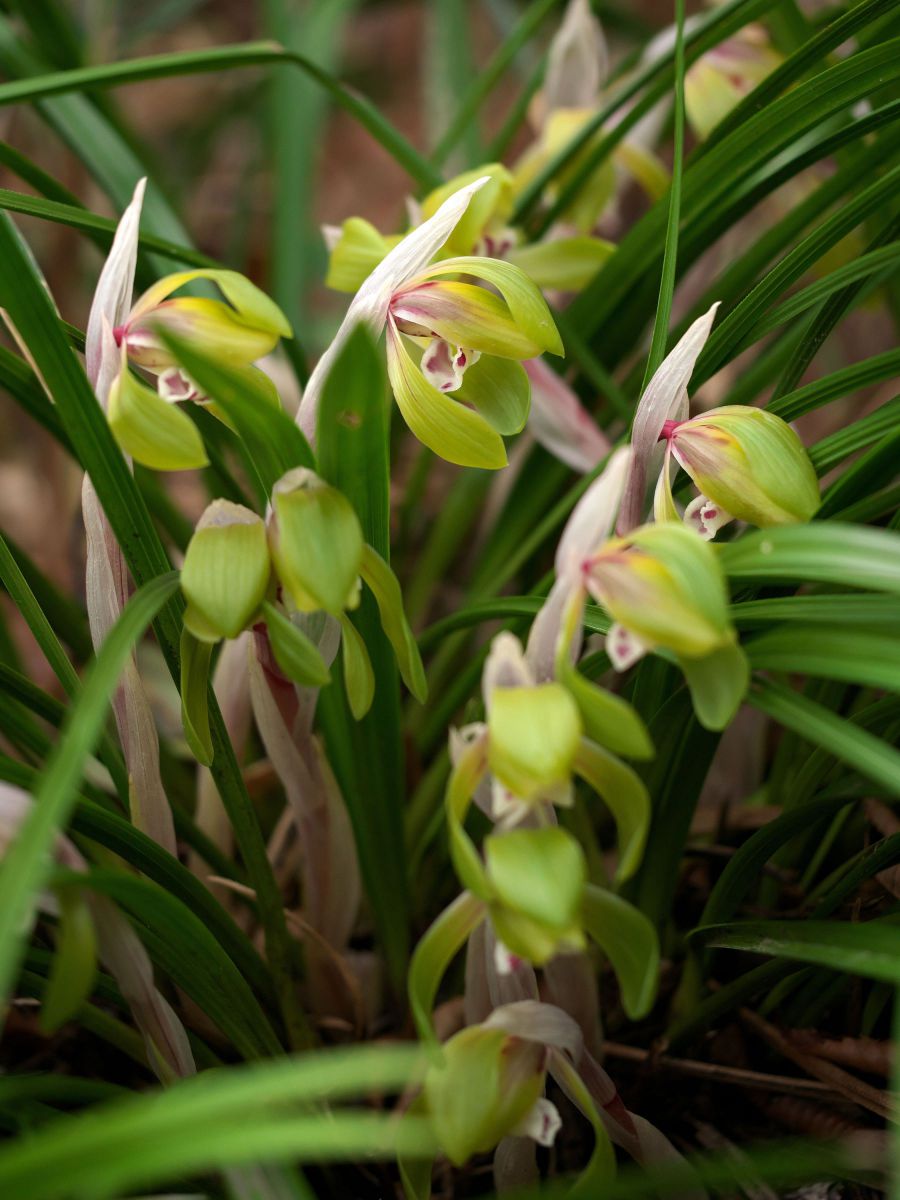 【天然野生の春蘭＊花芽9個の超巨大優良株/根が頑丈で抜群！】シュンラン＊日本春蘭 楽天市場】シュンラン 9〜10.5cmポット苗数量割引あり/山野草