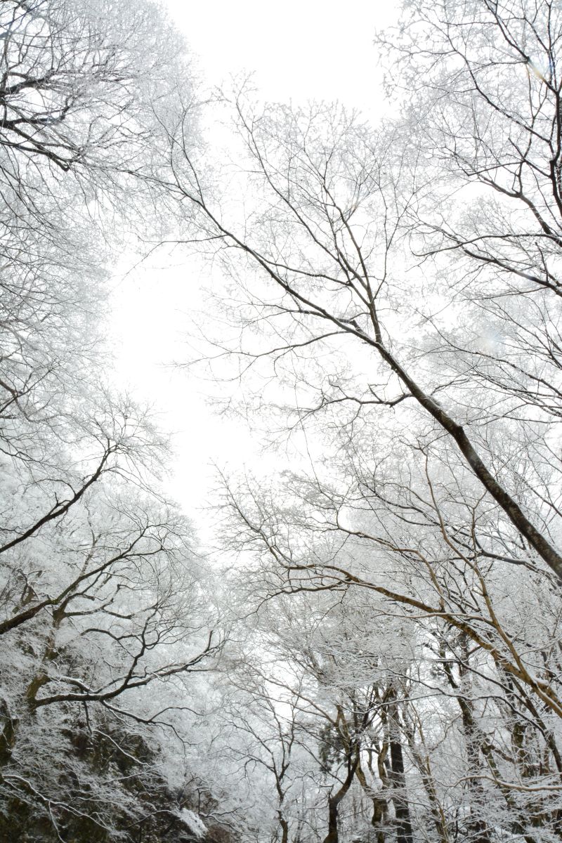 天を仰げば 自然 風景 森林 Ganref