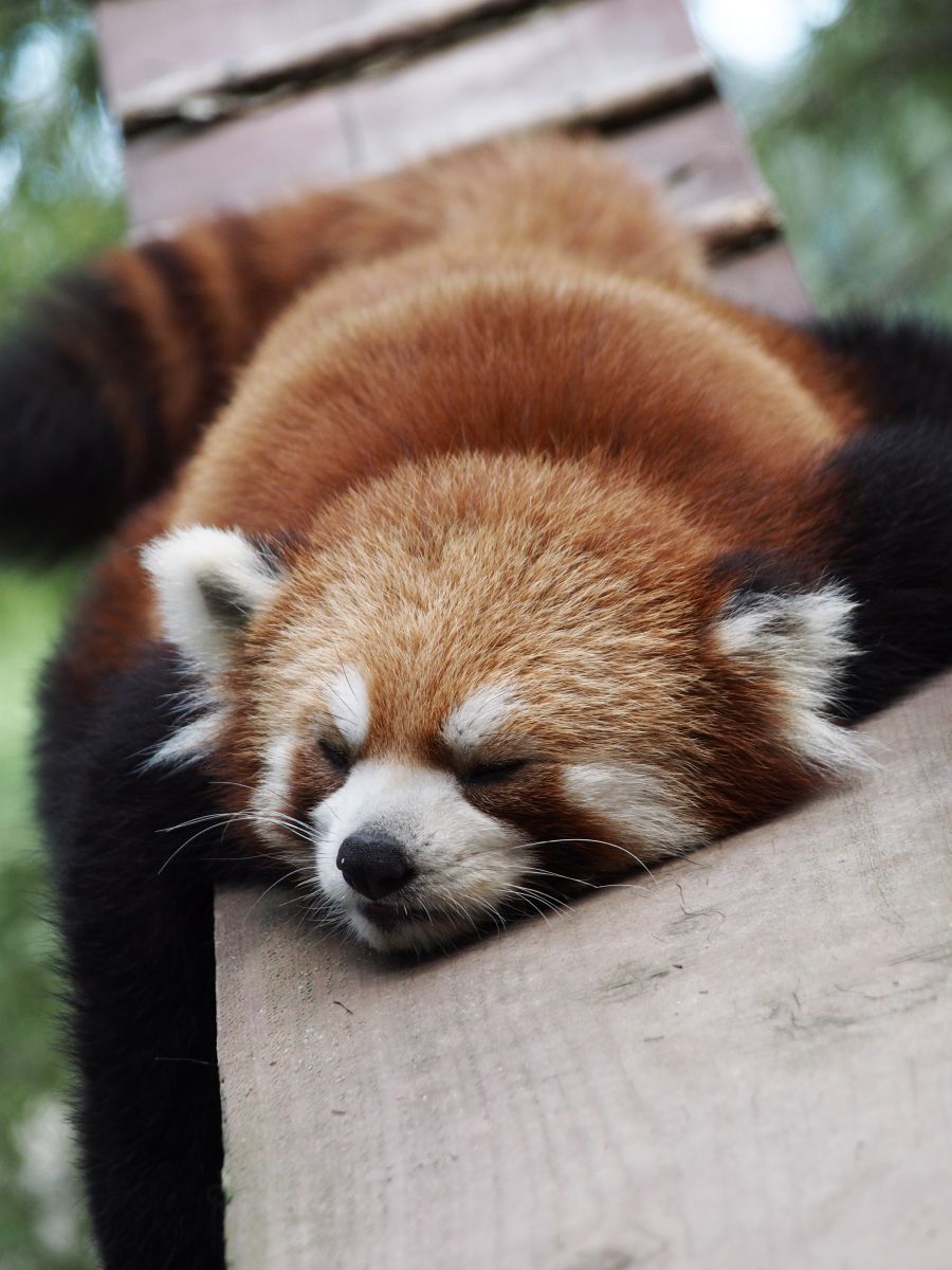 ぐったりレッサー 動物 小動物 Ganref