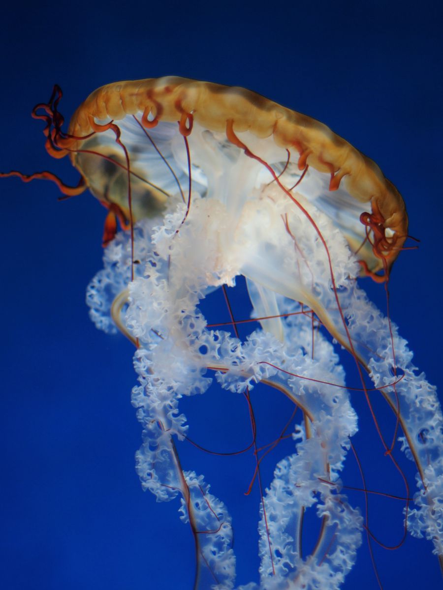 赤糸海月 動物 魚類 Ganref 赤糸海月 動物 魚類 Ganref