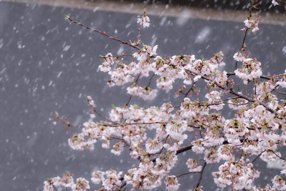雪桜 | GANREF
