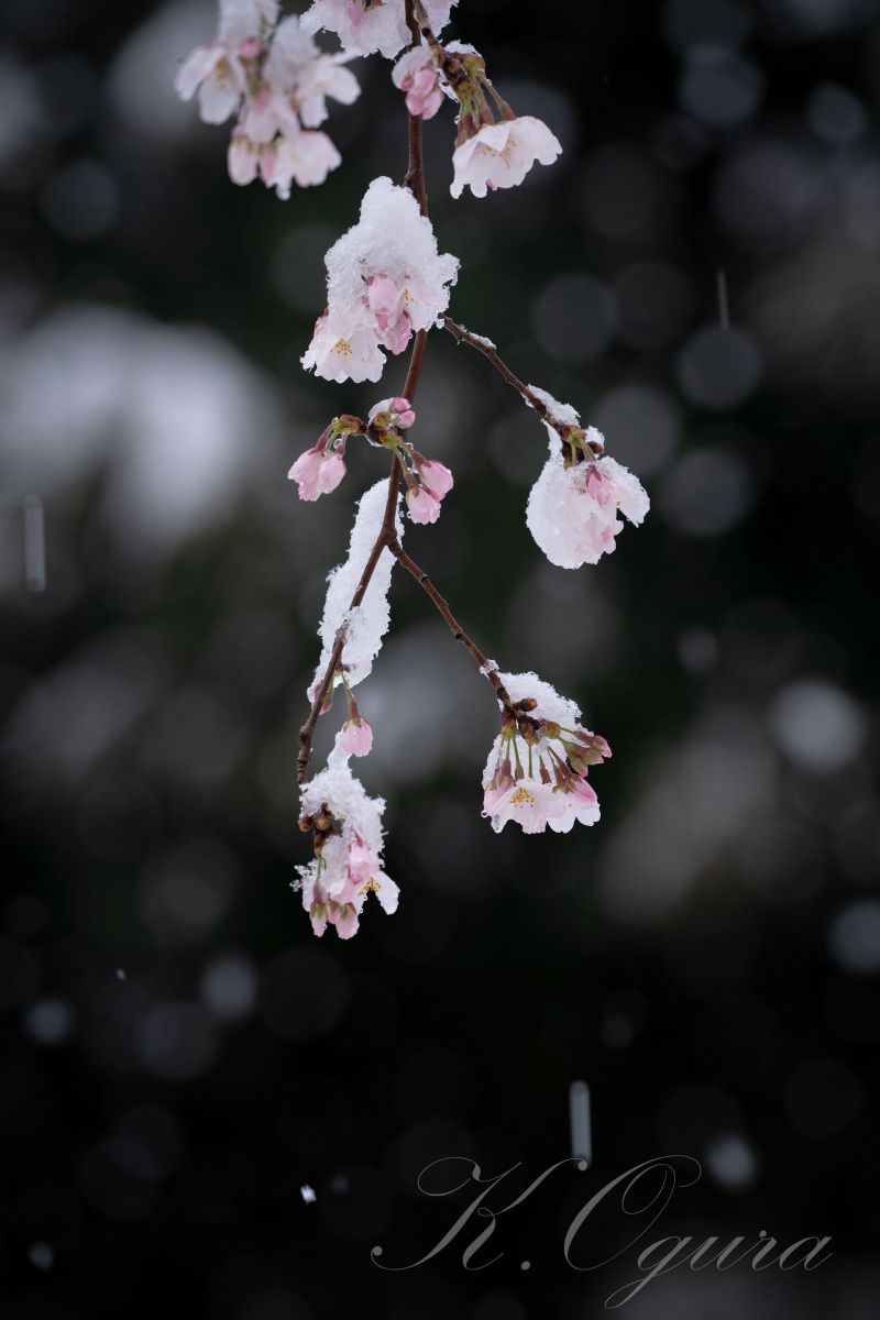 雪桜 | GANREF