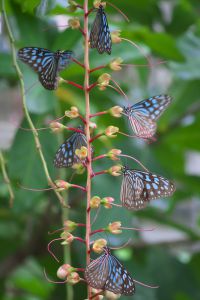蝶の樹　Butterfly Tree #004 MDAwMDAxMjczOQ_MC45Mjk0NTUwMCA