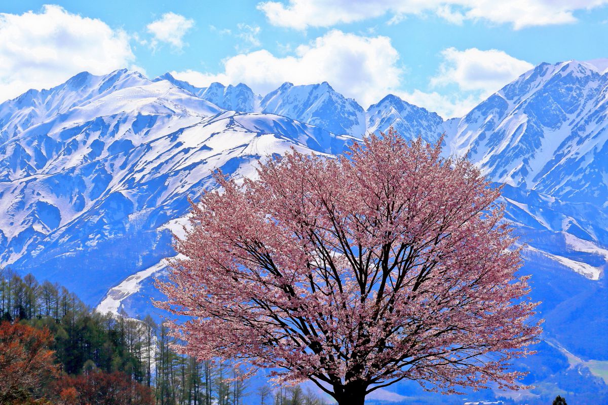 桜と残雪の北アルプス 自然 風景 山 Ganref