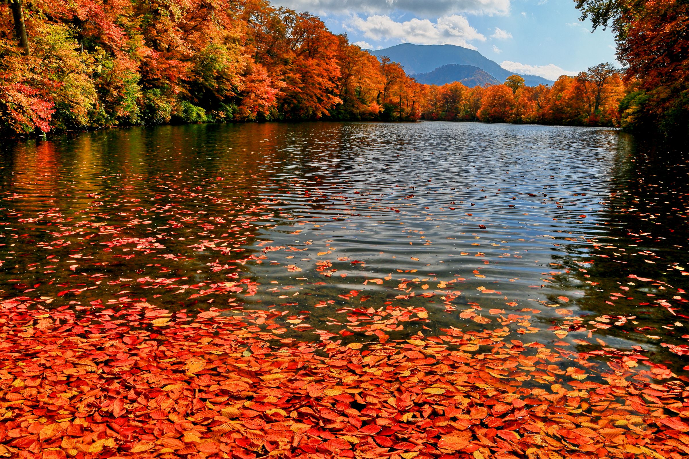 小 谷村 鎌池 紅葉
