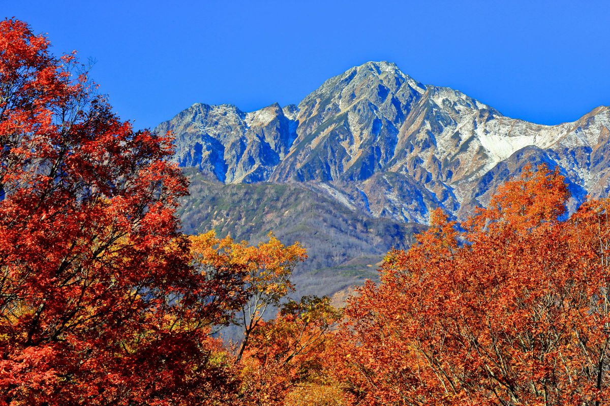 紅葉と新雪の後立山連峰の眺望 Ganref