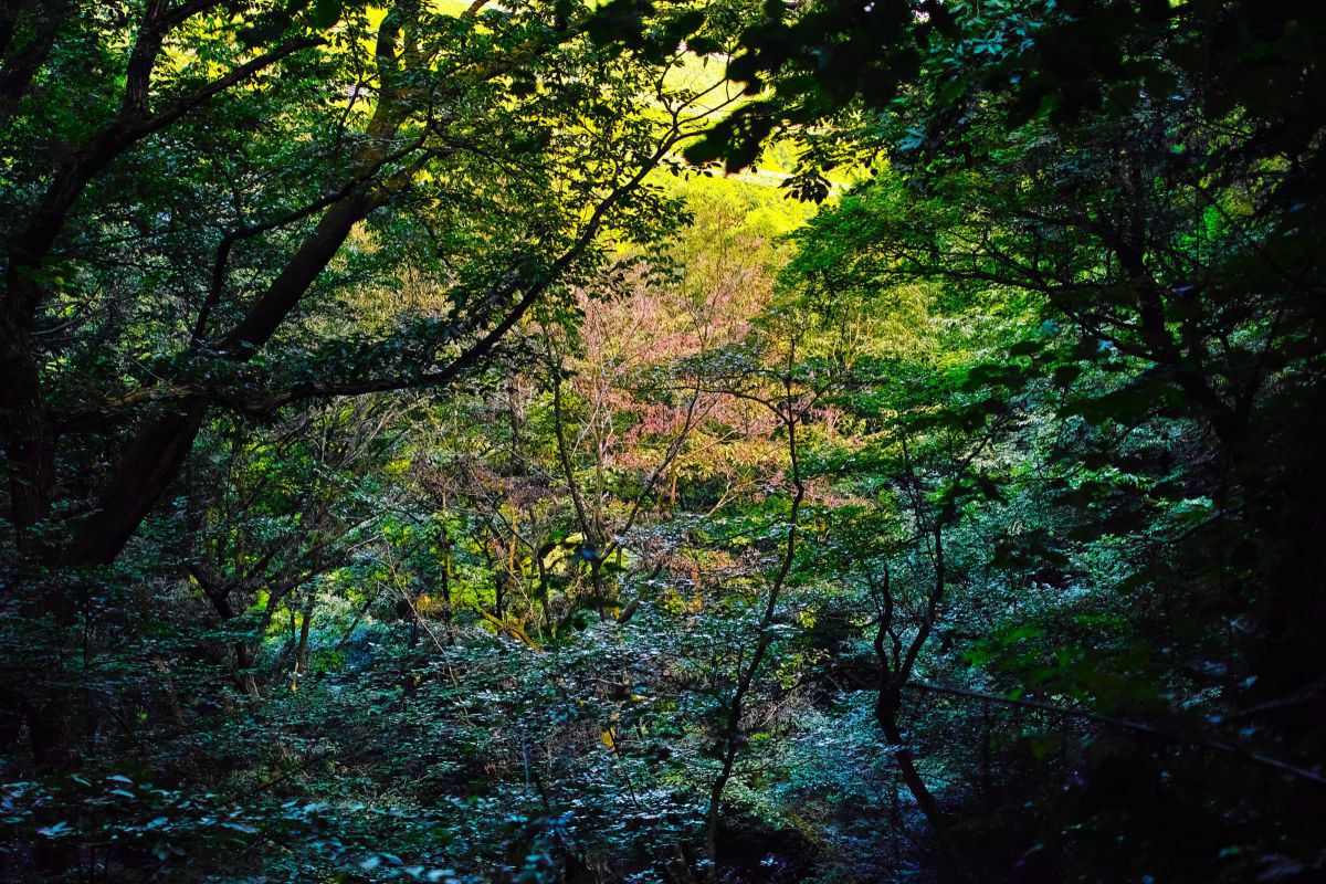 DP2 Merrillで撮影された写真 | 写真検索 | GANREF