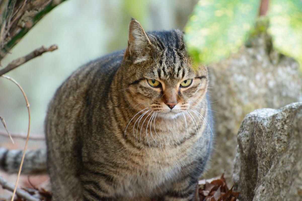 太々しい 動物 猫 Ganref