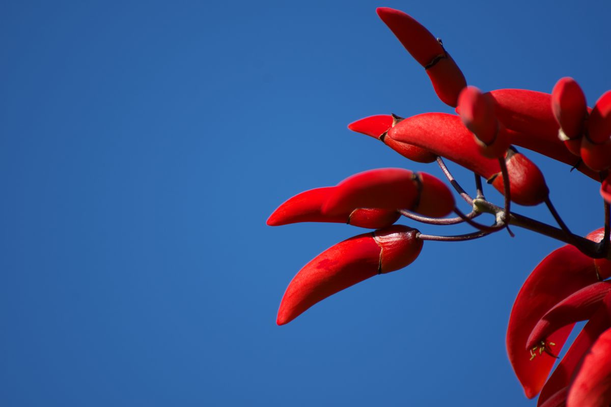 鋭い爪 植物 花 花びら Ganref