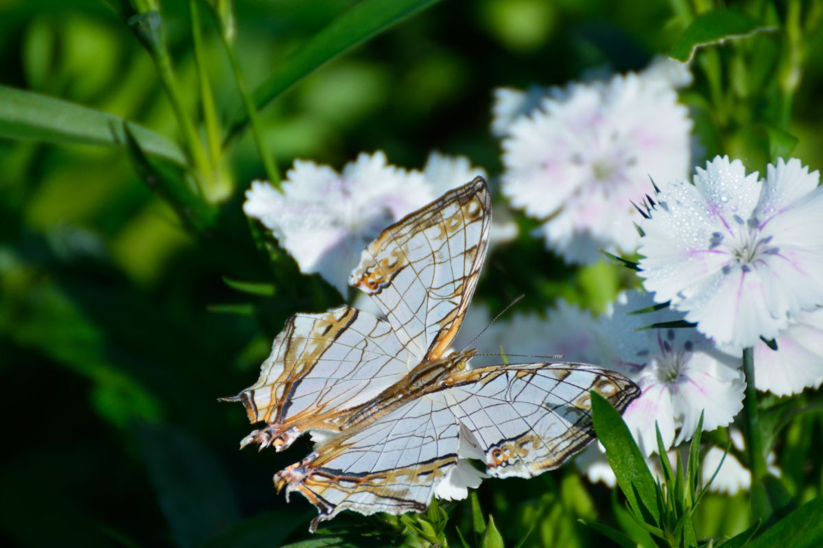 珍しい姿 動物 虫 昆虫 Ganref