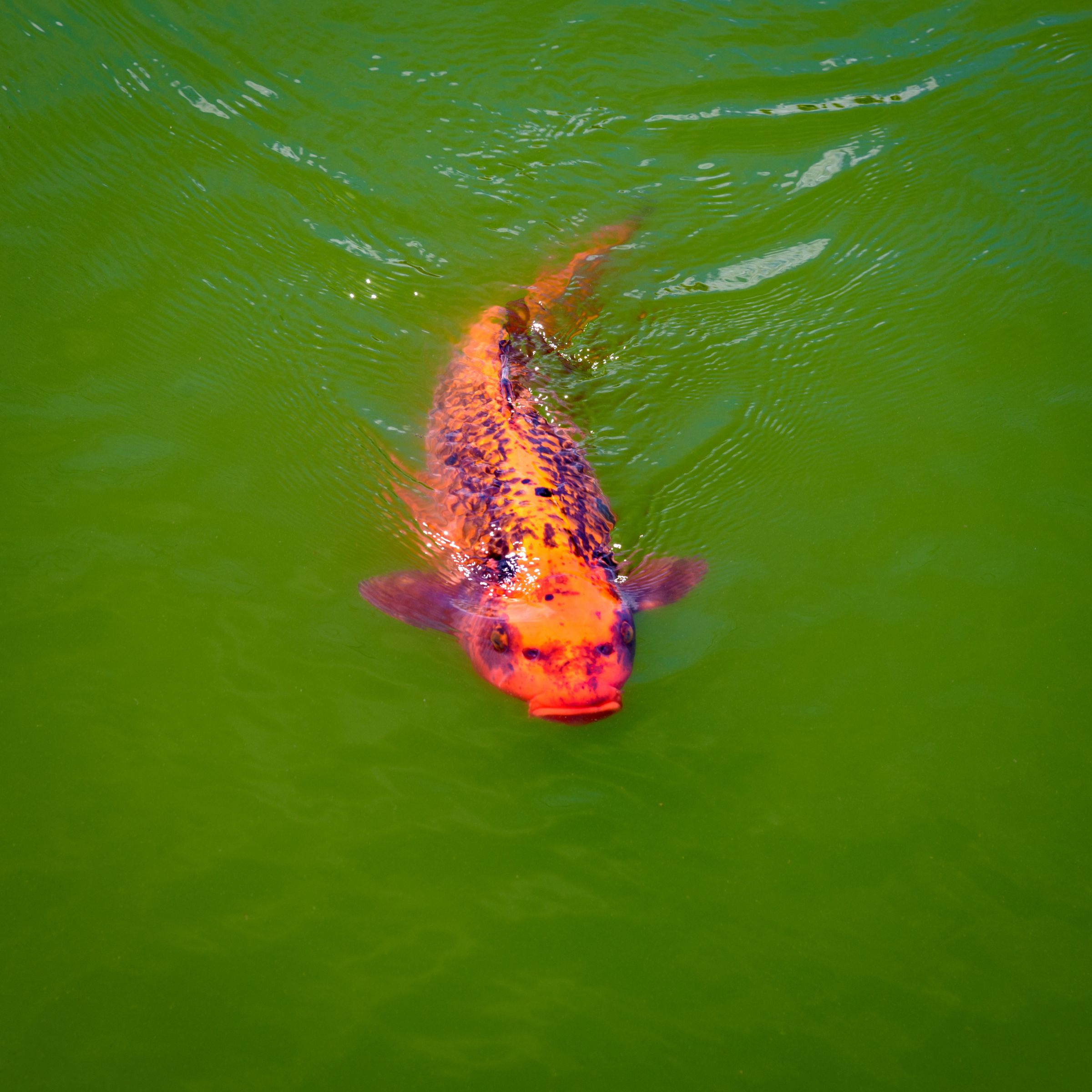 人面魚 | GANREF