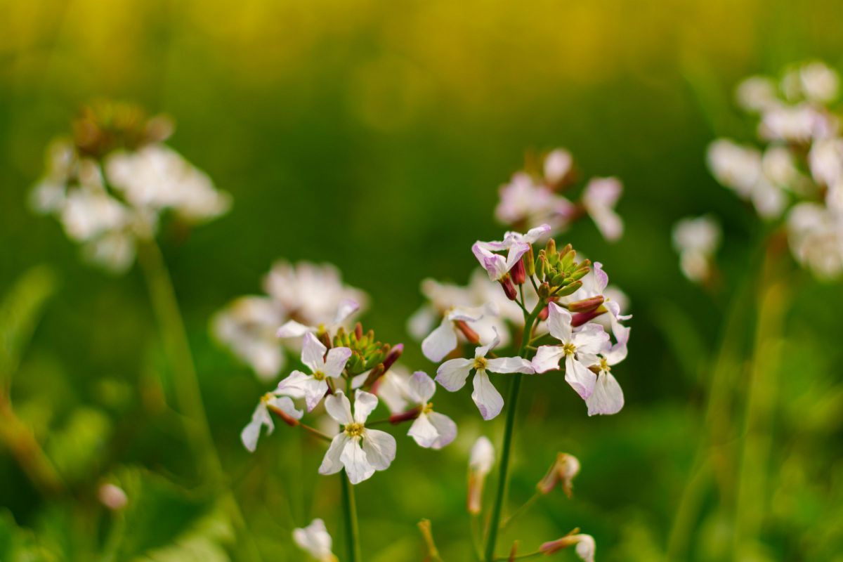 白い菜の花 植物 花 花びら Ganref