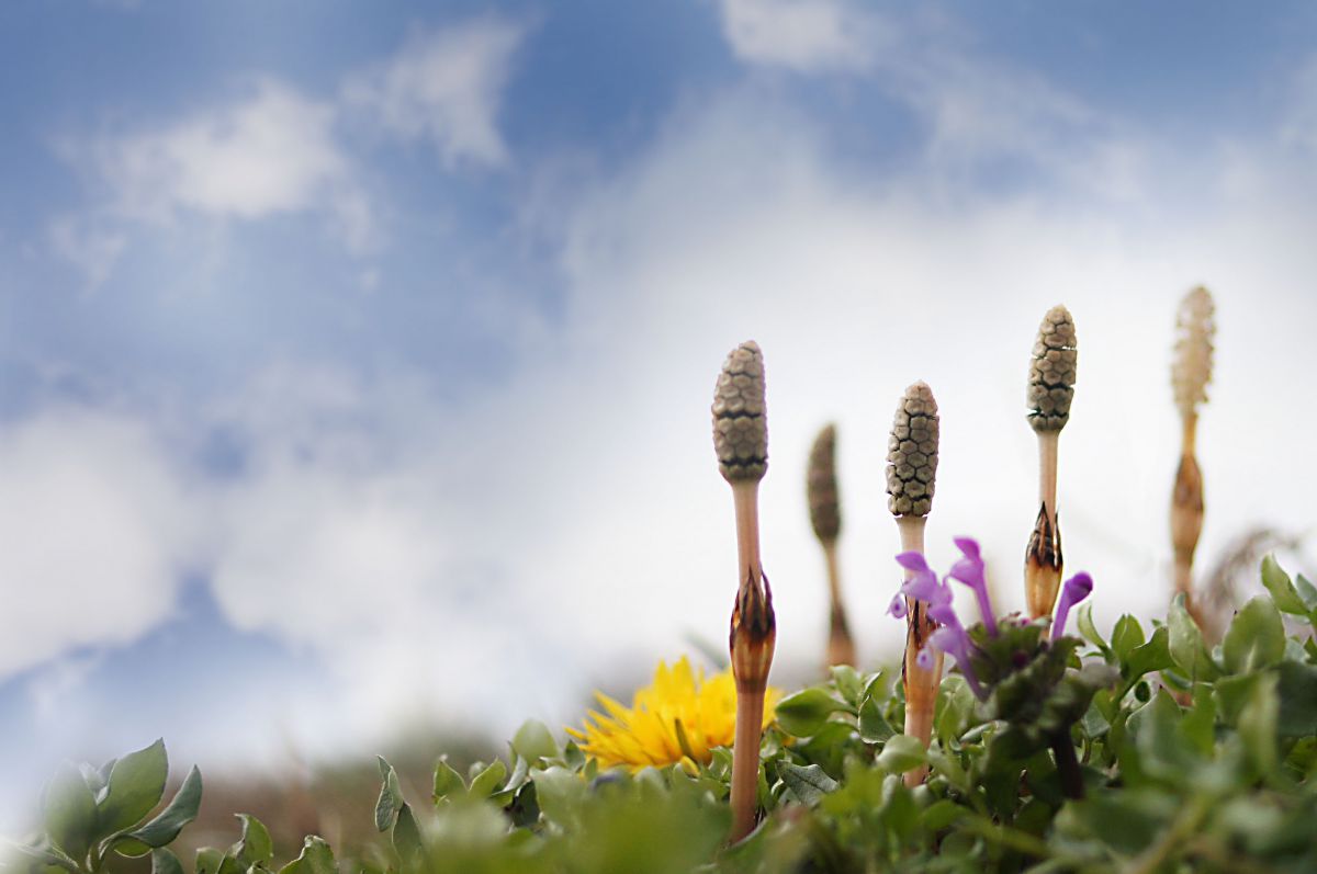 その他 DT30F2.8MACRO SAM l_K0000060632.jpg