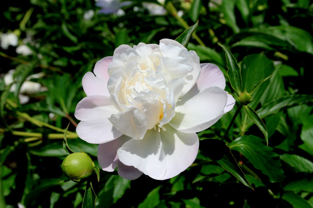 シャクヤク 植物 花 花びら Ganref