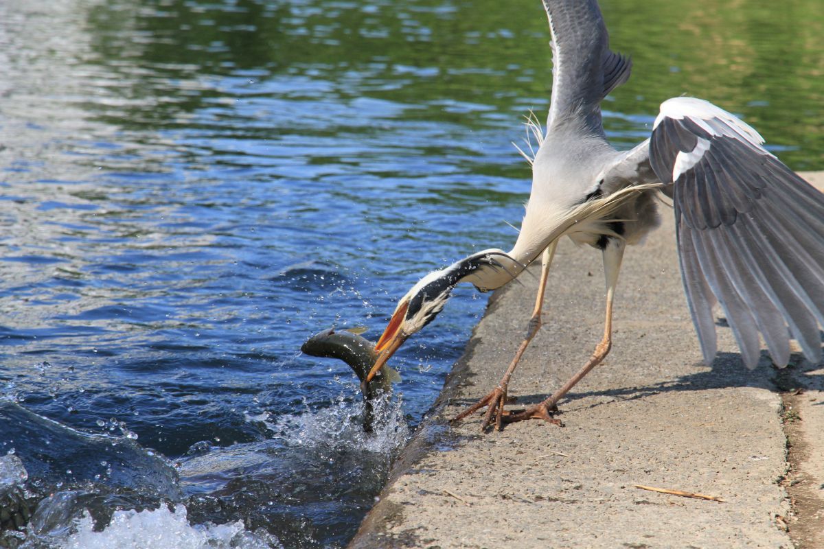 Food Chain 動物 鳥類 Ganref