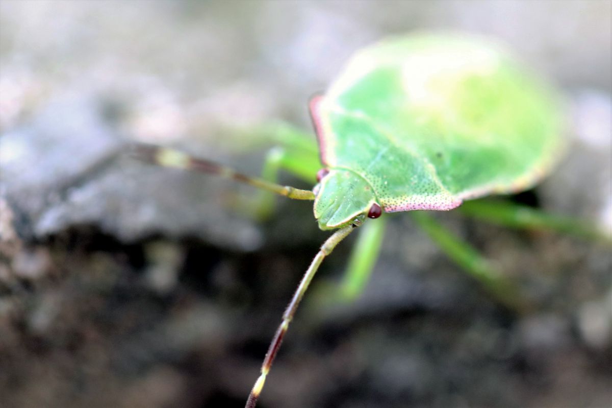 さわるな 危険 動物 虫 昆虫 Ganref