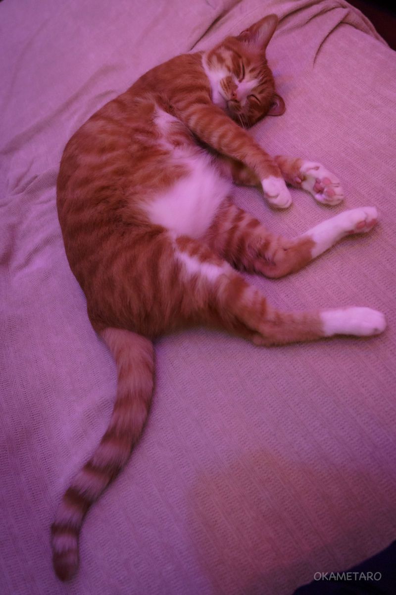 A cat in pink light | GANREF