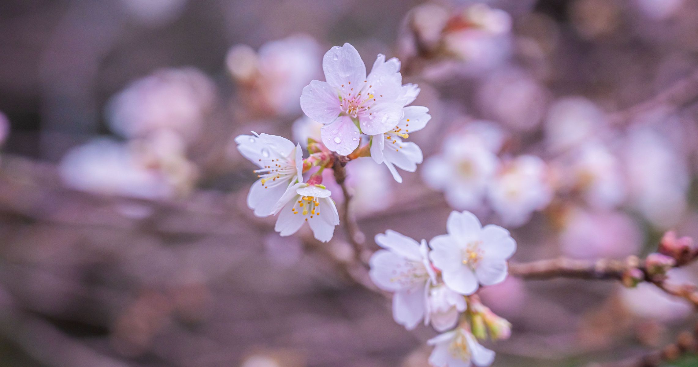 冬桜 | GANREF