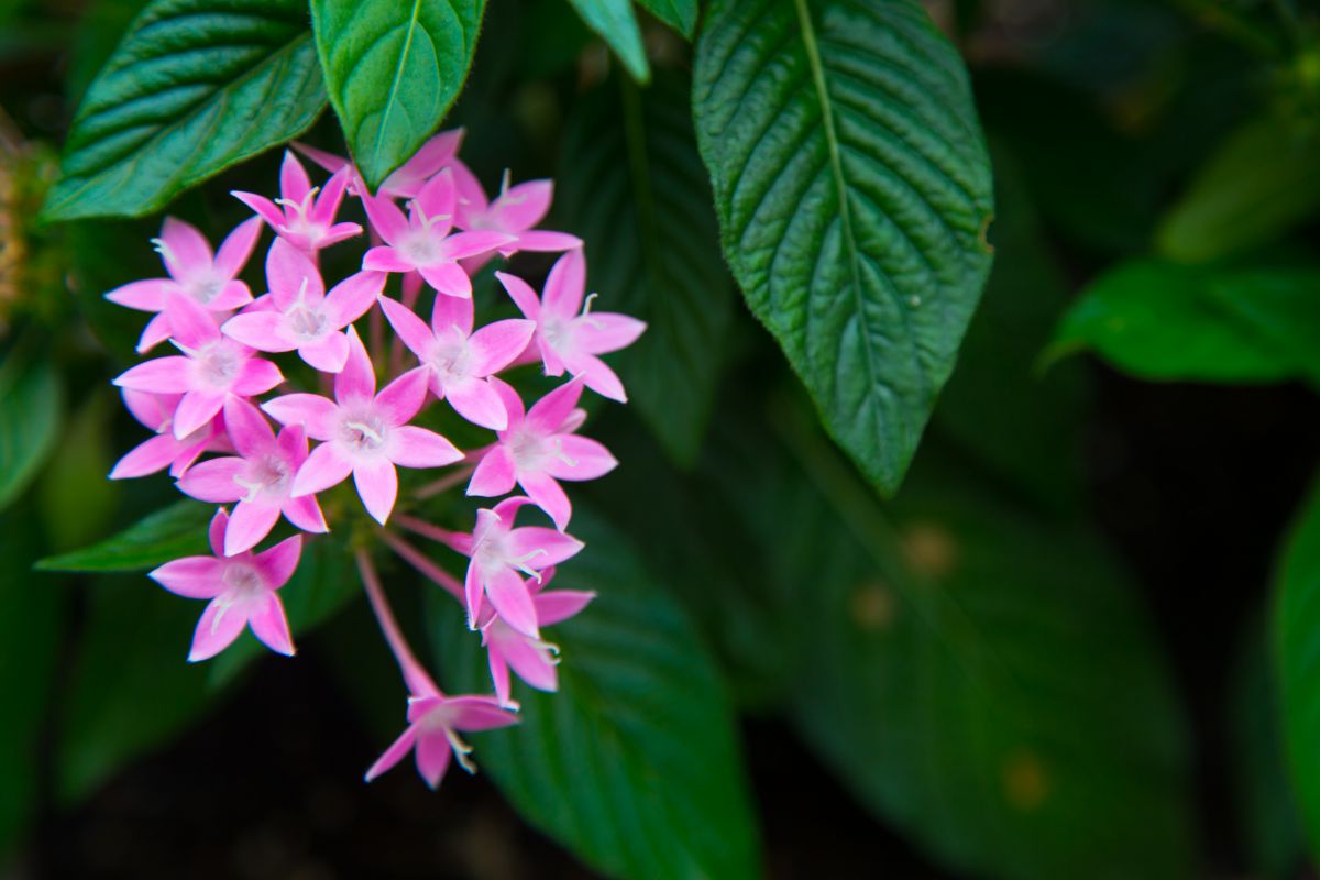 草山丹花 植物 花 花びら Ganref