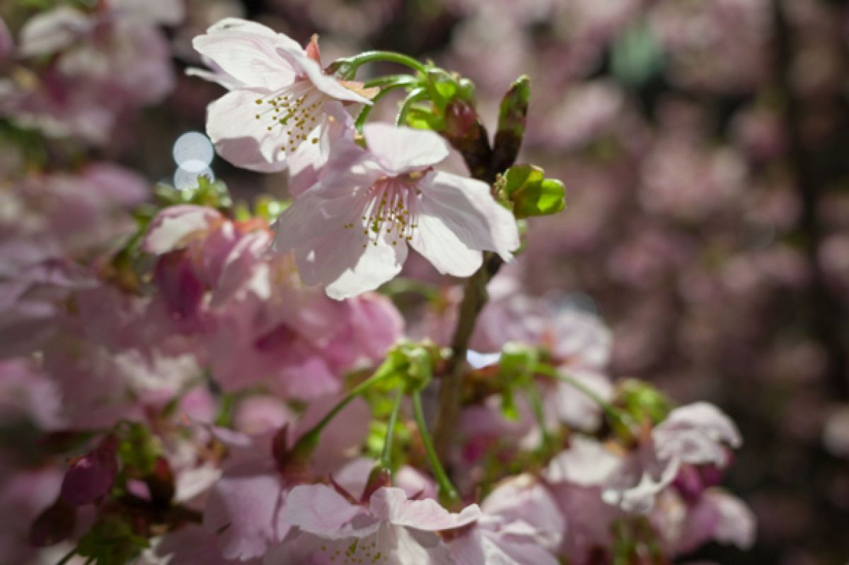 陽光桜 | GANREF