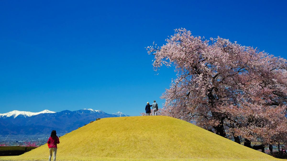 桜の巨木に見入る | GANREF