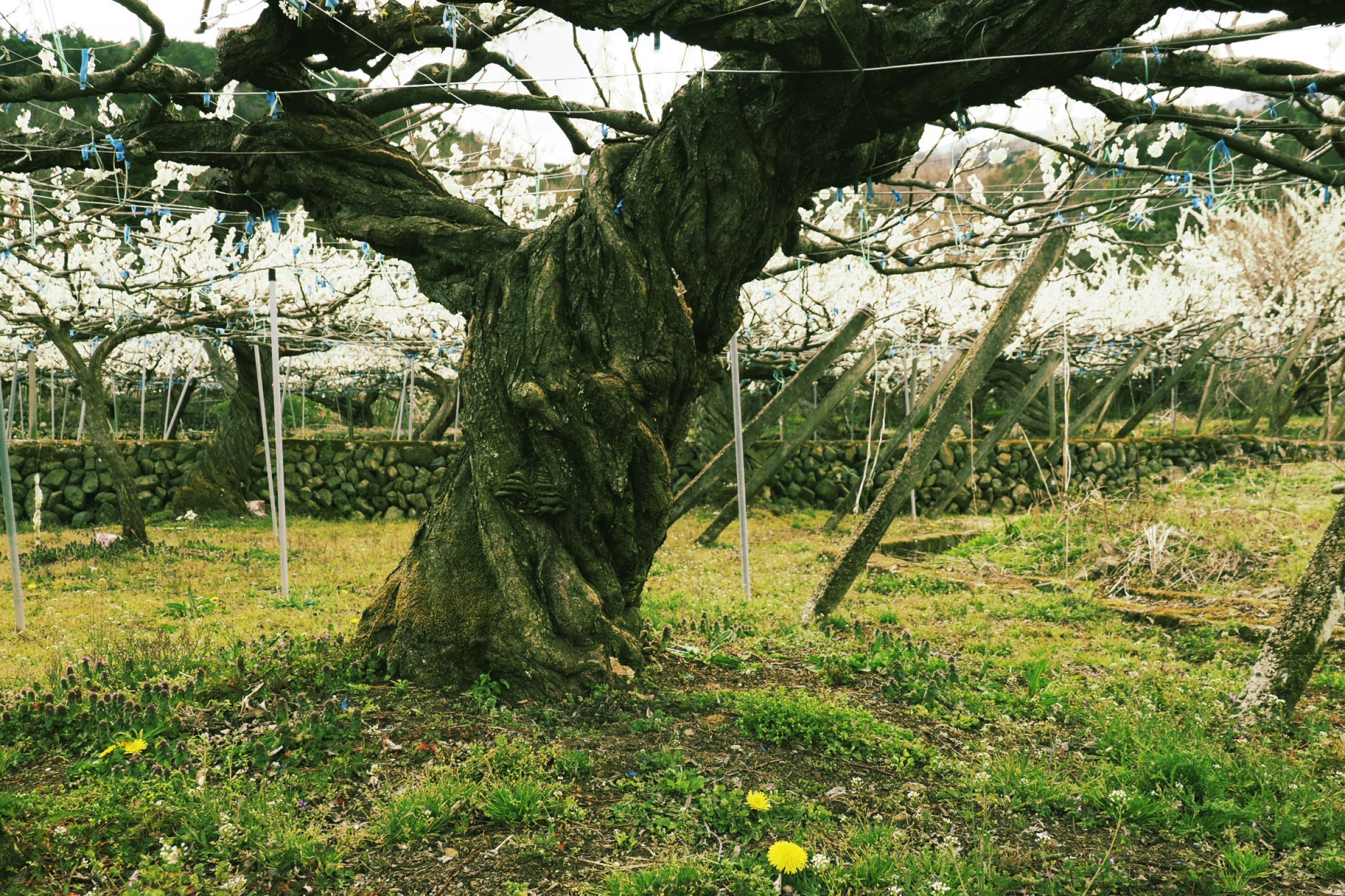 老木：スモモの木 | GANREF