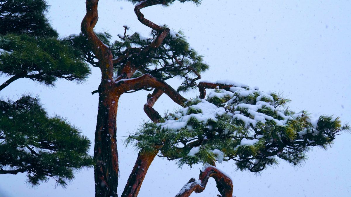雪中松 | GANREF