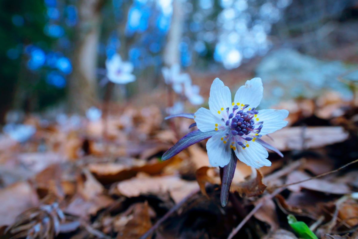 節分草 17年 蔵出し 植物 花 花びら Ganref