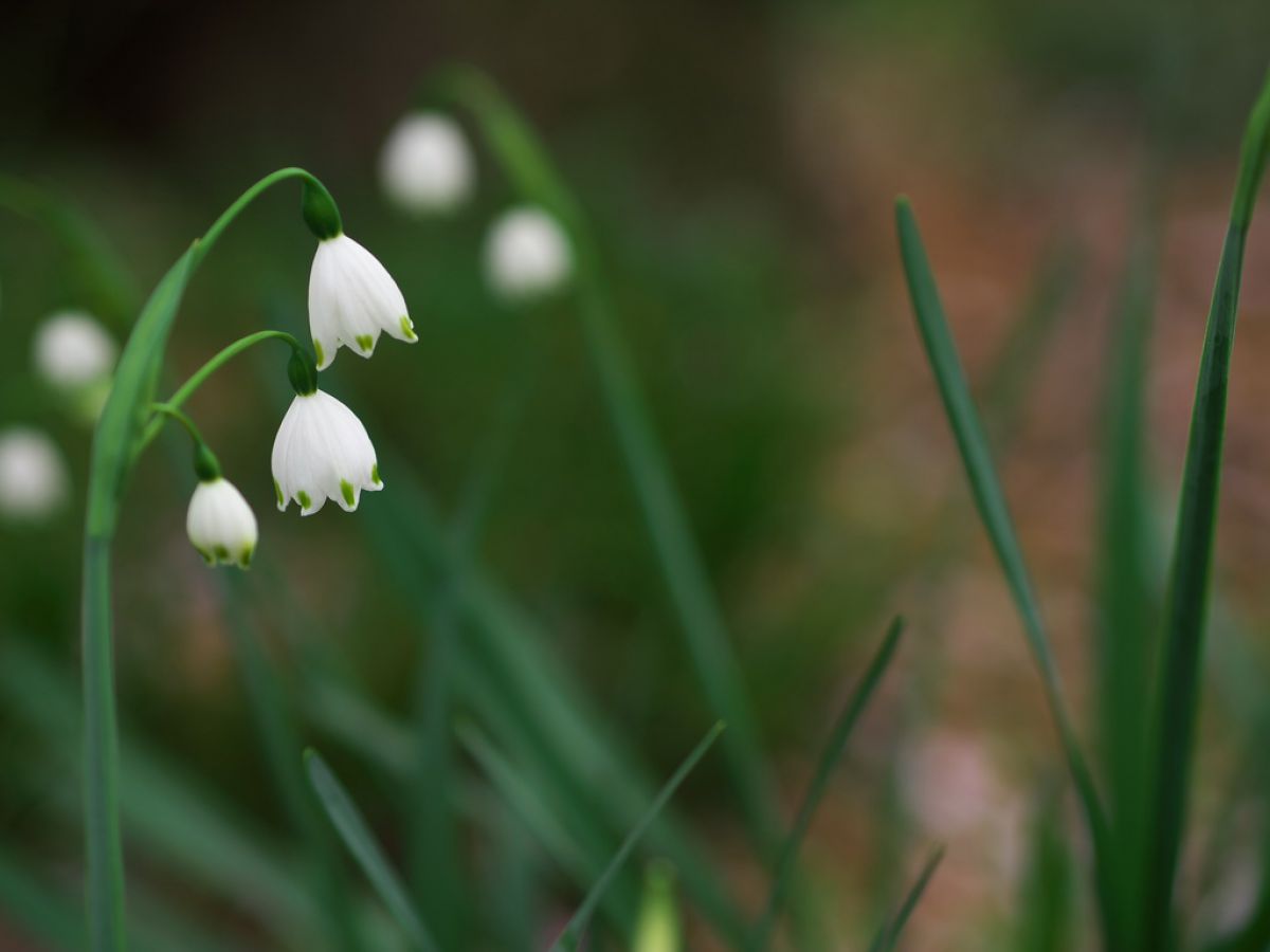 スノーフレーク 鈴蘭水仙 植物 花 花びら Ganref