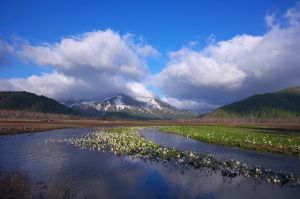 尾瀬の水芭蕉 | ｜正光画廊