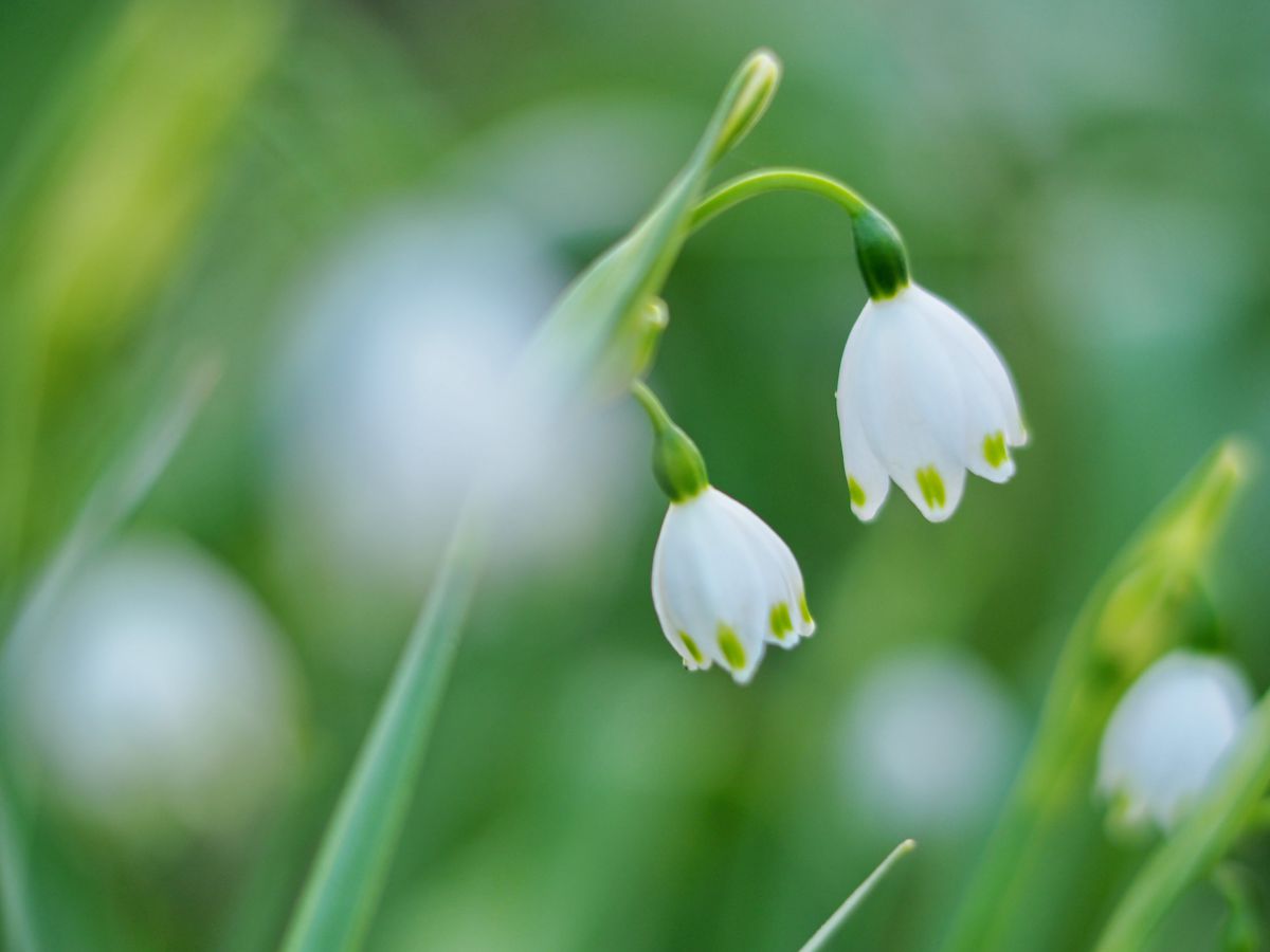 鈴蘭水仙 スノーフレーク 植物 花 花びら Ganref