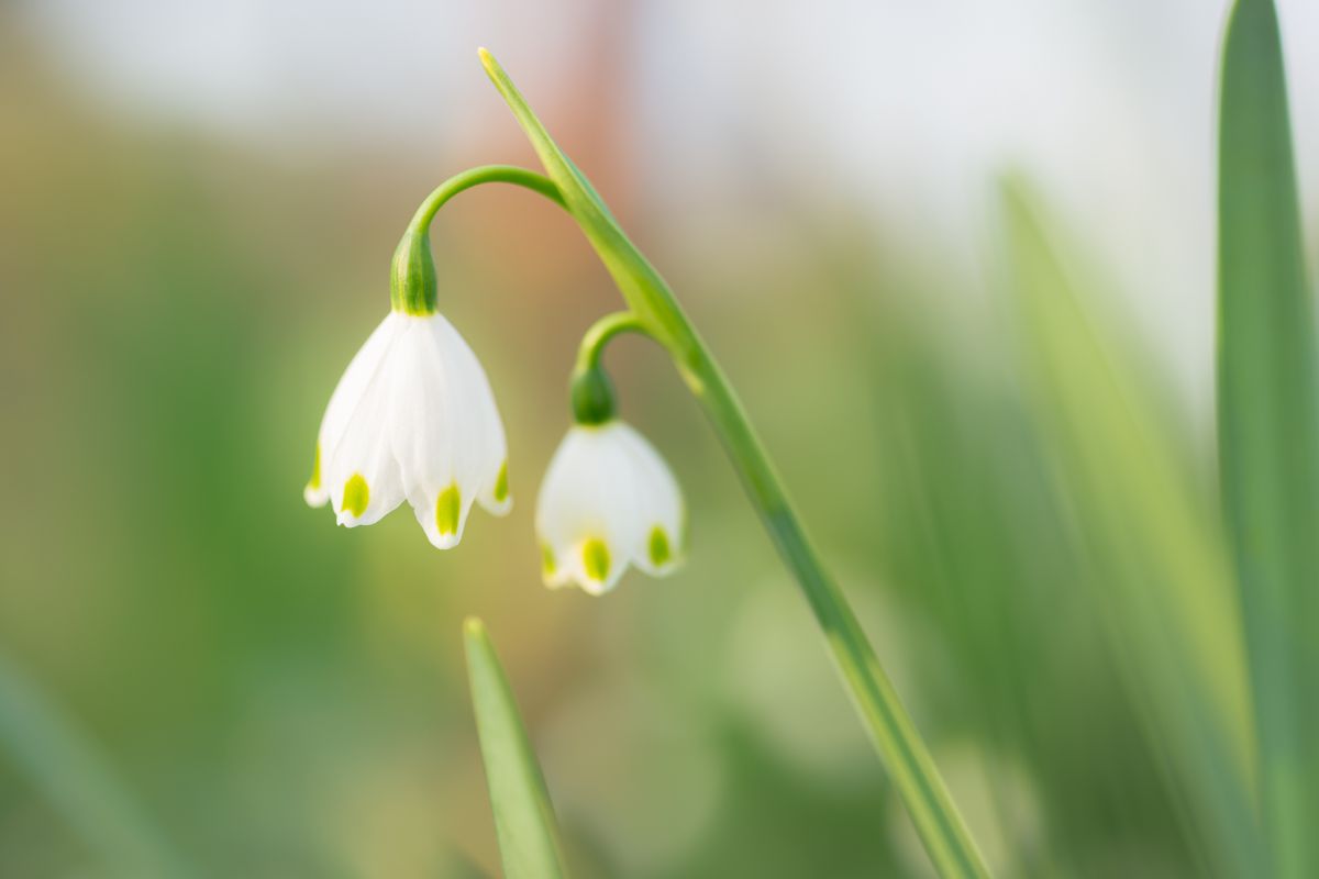 スノードロップ 植物 花 花びら Ganref