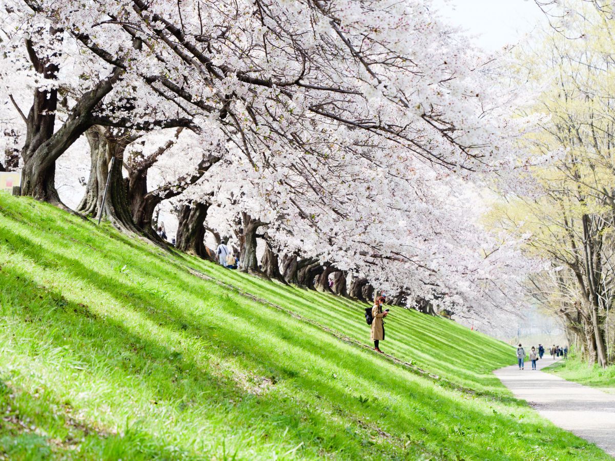背割堤の桜 | GANREF