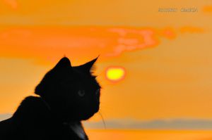 72a2c996e301f55fe2326df917973e