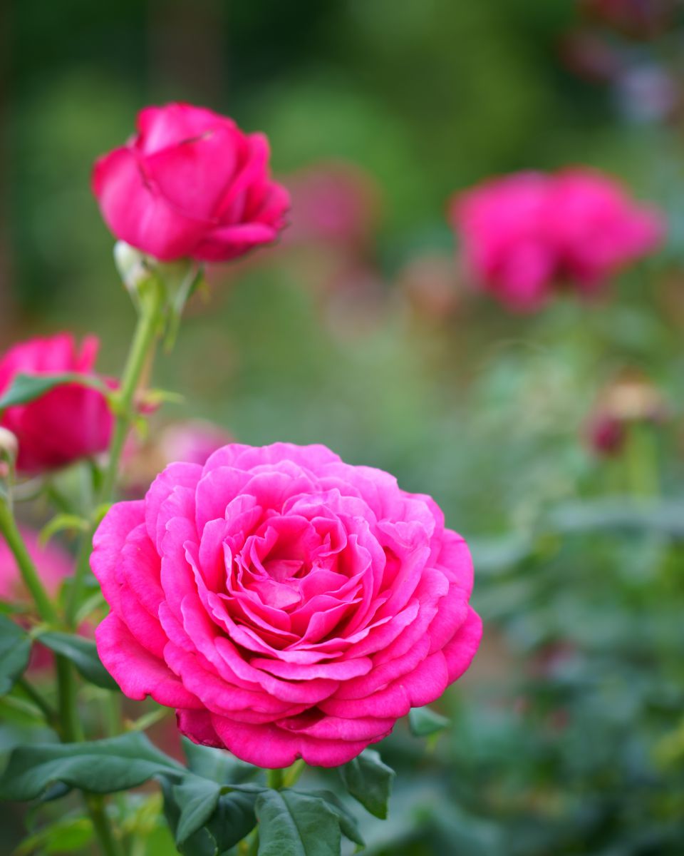 ゲーテ ローズ 植物 花 花びら Ganref