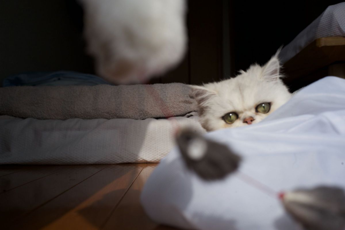 獲物を狙う眼 動物 猫 Ganref
