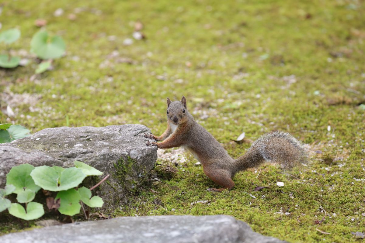 あら いらっしゃい 動物 小動物 Ganref